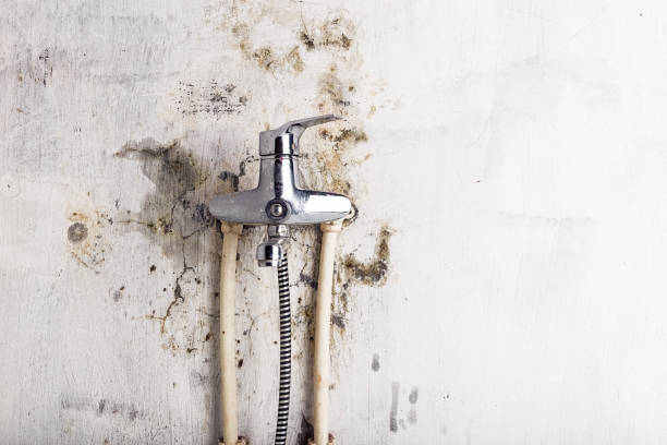Best Fast Mold Removal  in Columbia, PA