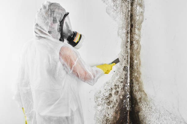 Crawl Space Mold Removal in Columbia, PA