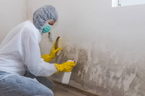 Mold Testing and Removal in Columbia, PA