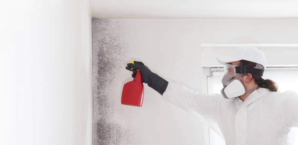 Best Best Mold Removal Companies  in Columbia, PA