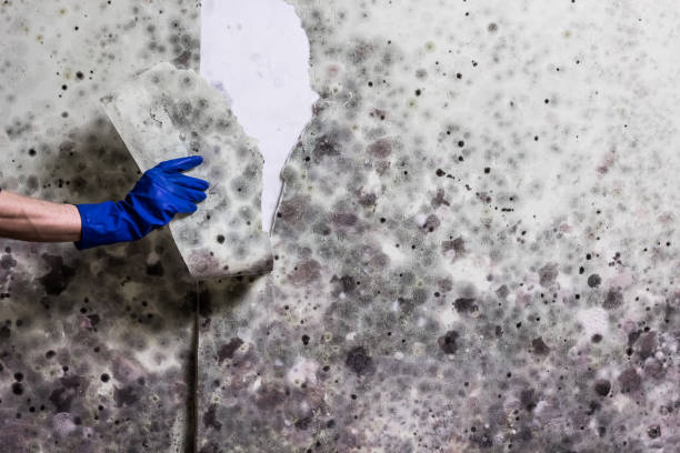 Best Mold Testing and Removal  in Columbia, PA