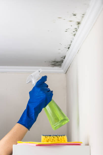 Best Local Mold Removal Service  in Columbia, PA