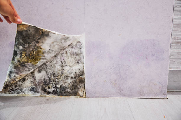 Best Mold Removal Process  in Columbia, PA